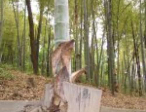 醒悟准备迎救主—降临期1主日2015